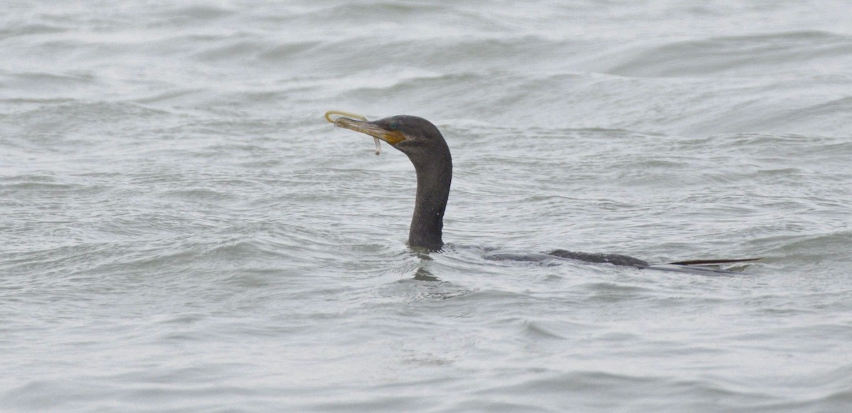 Neotropic Cormorant - ML620504871