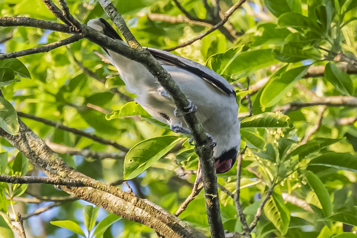 Black-tailed Tityra - ML620504873