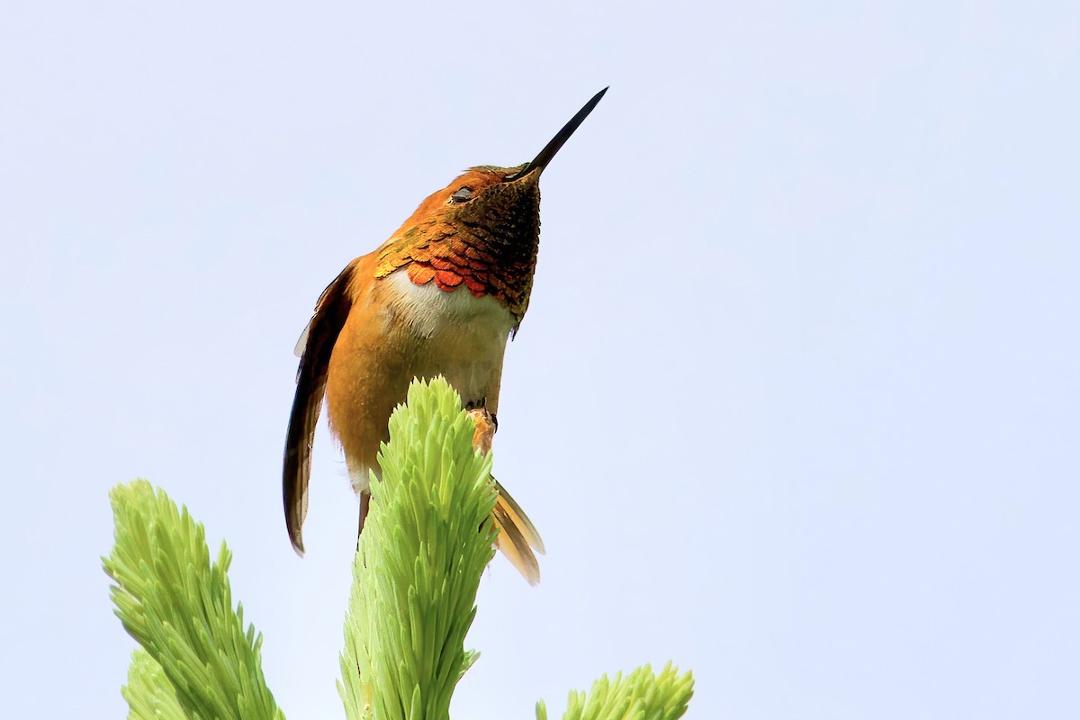 Rufous Hummingbird - ML620504875