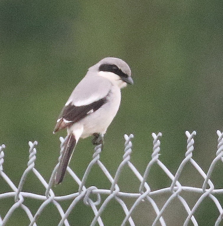 Loggerhead Shrike - ML620504877