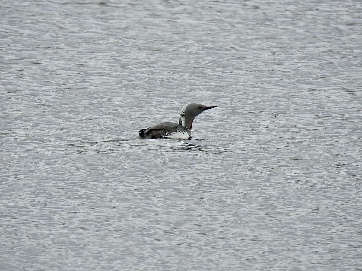 Plongeon catmarin - ML620504881