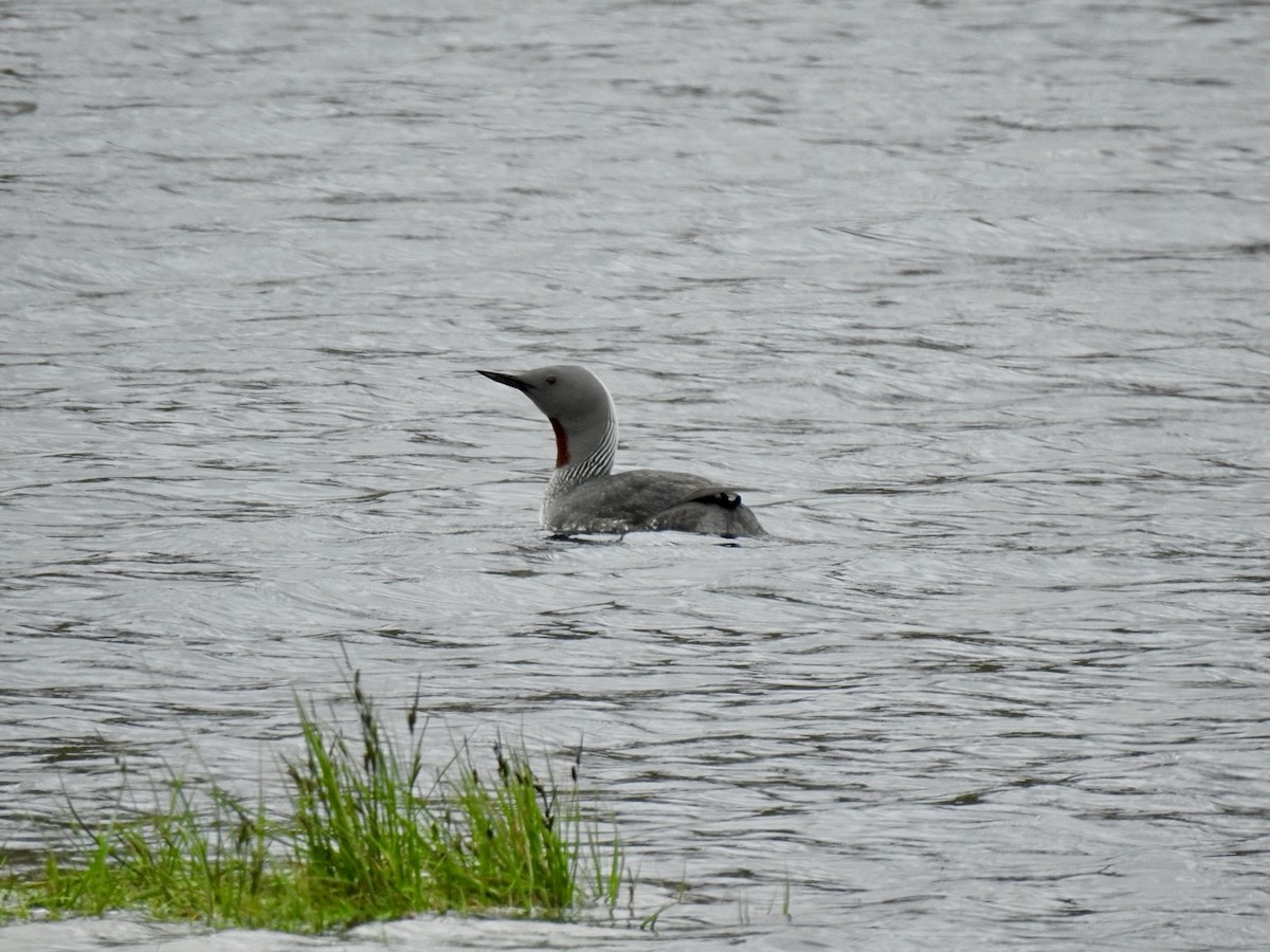 Red-throated Loon - ML620504883