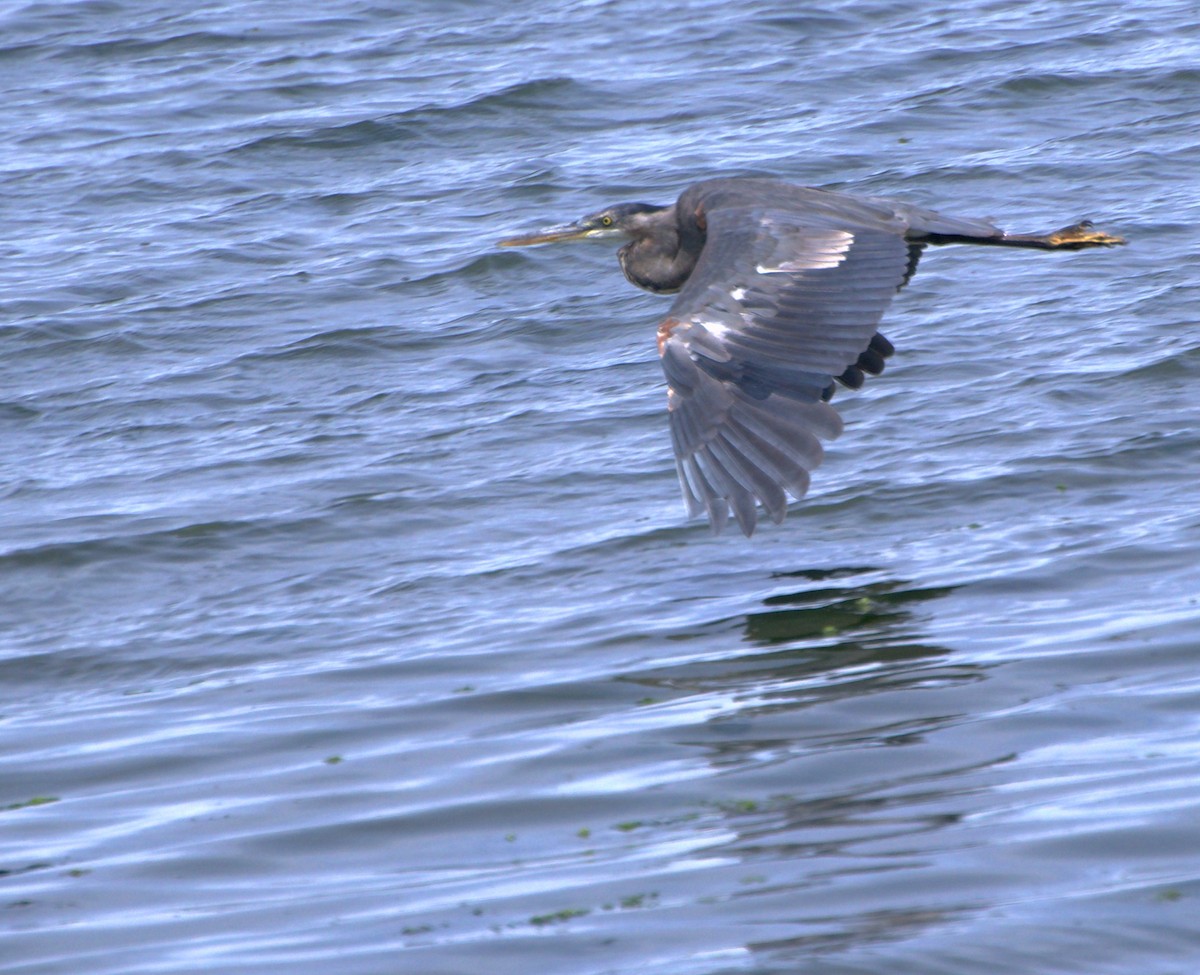 Great Blue Heron - ML620504886