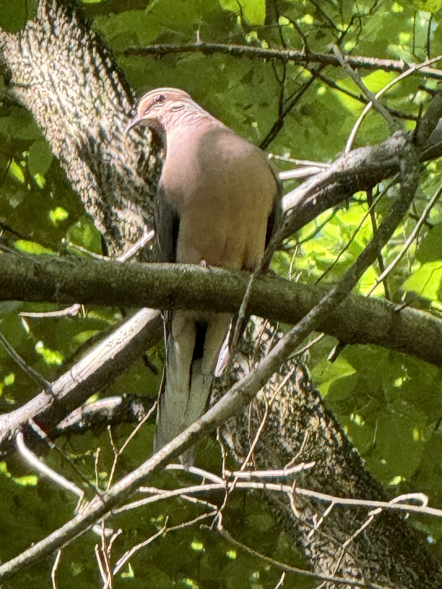 Mourning Dove - ML620504887