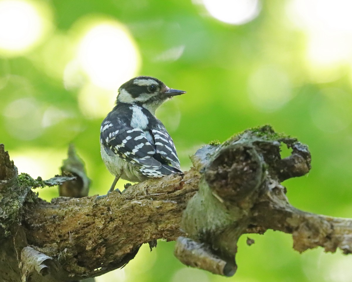 Downy Woodpecker (Eastern) - ML620504892