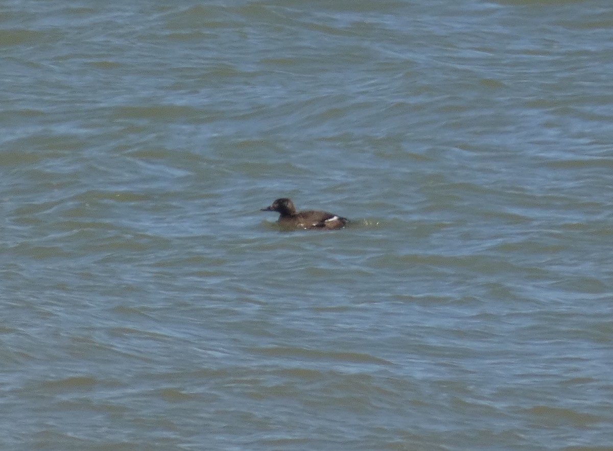 White-winged Scoter - ML620504896