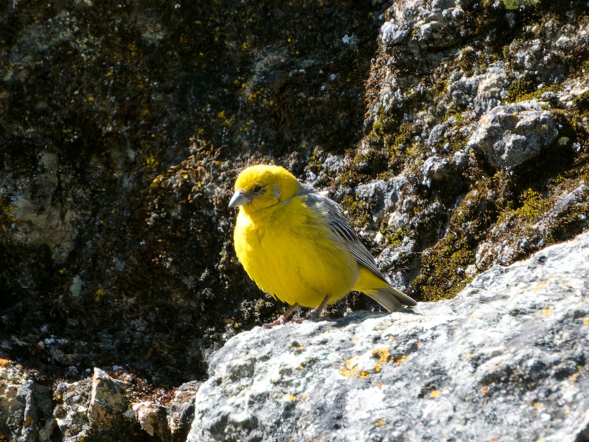 Bright-rumped Yellow-Finch - ML620504898