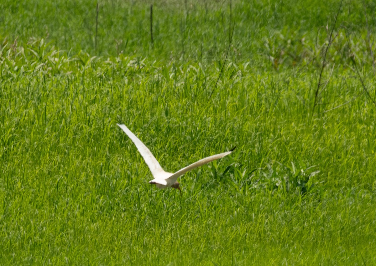 White Ibis - ML620504900