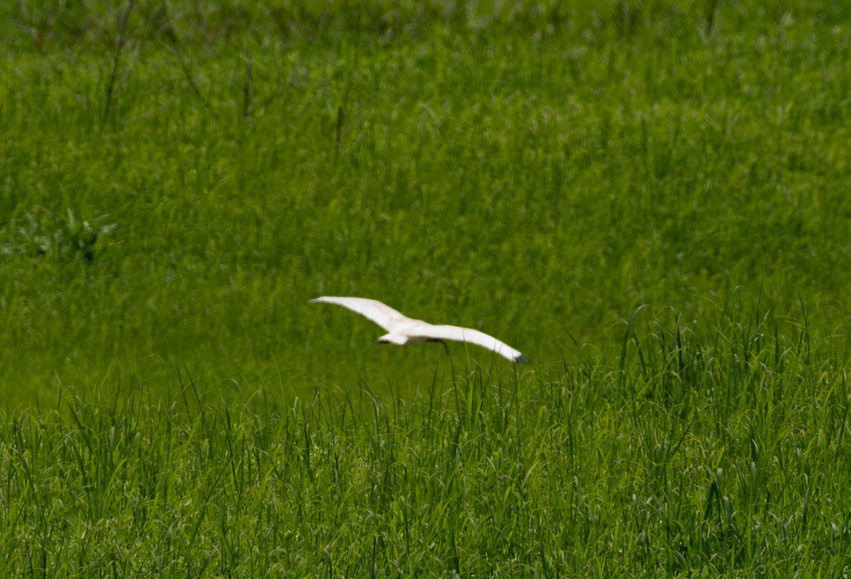 White Ibis - Gary Warner