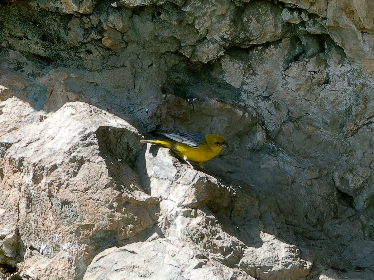 Bright-rumped Yellow-Finch - ML620504906