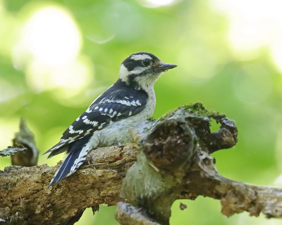 Yumuşak Tüylü Ağaçkakan (pubescens/medianus) - ML620504911