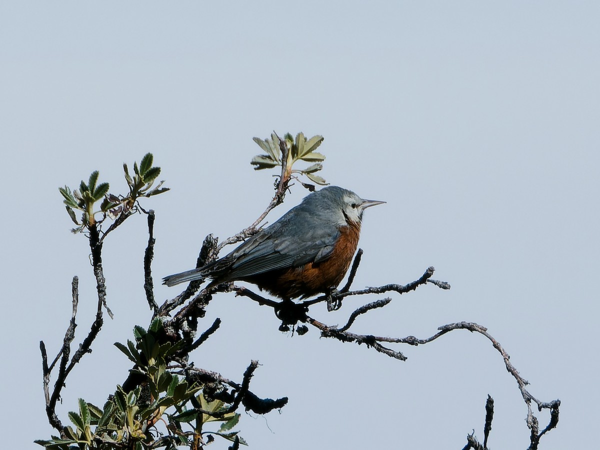 Conirostre géant - ML620504915