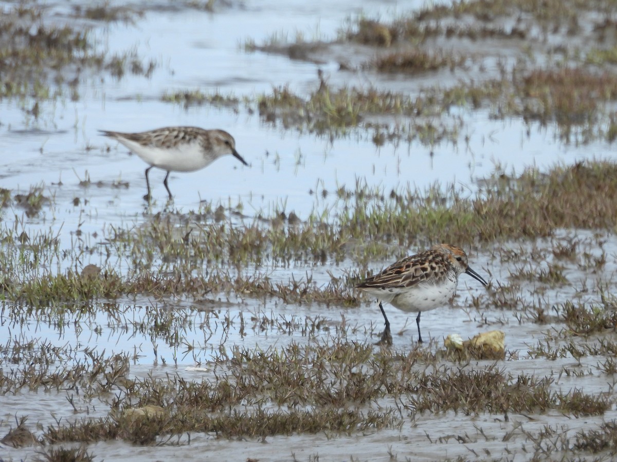 Western Sandpiper - ML620504918