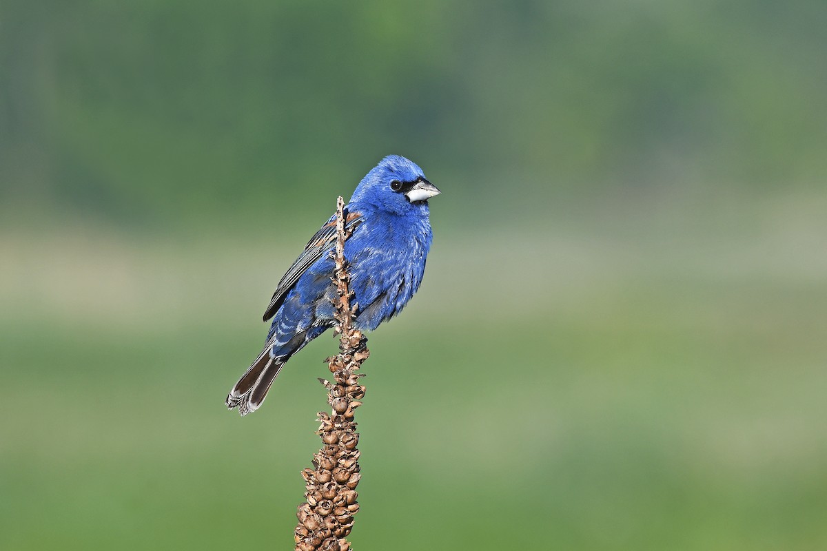 Blue Grosbeak - ML620504924