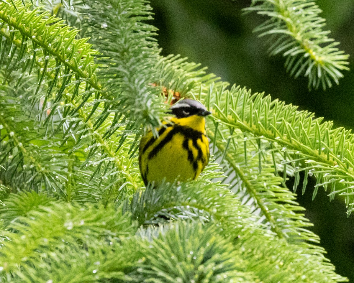 Magnolia Warbler - ML620504928