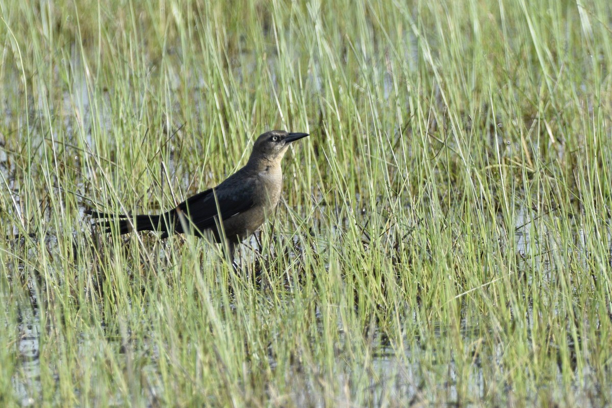 Great-tailed Grackle - ML620504932