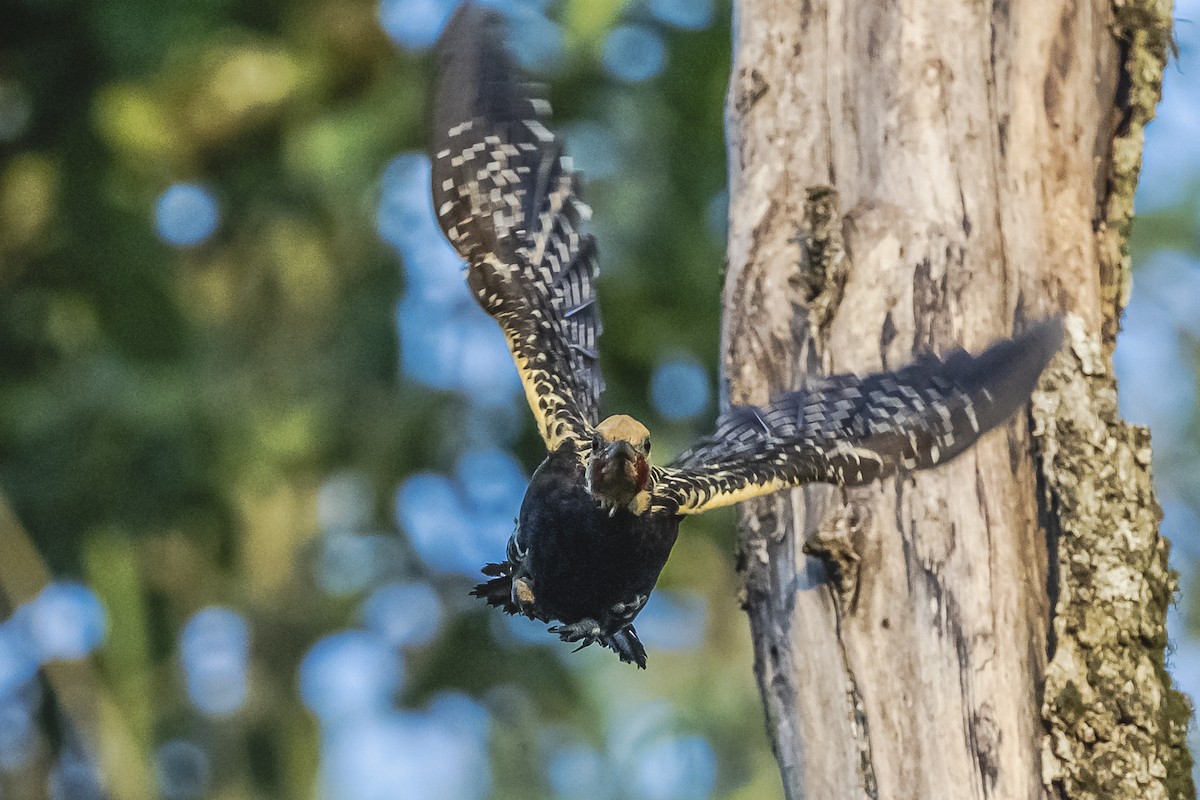 Blond-crested Woodpecker - ML620504933