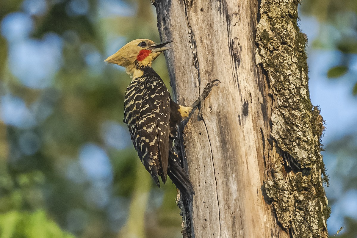 Blond-crested Woodpecker - ML620504934