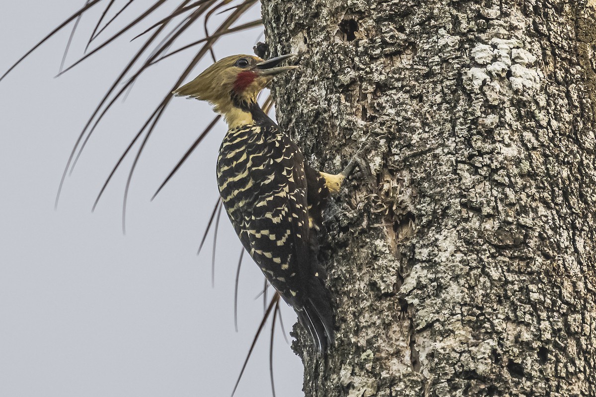 Blond-crested Woodpecker - ML620504935