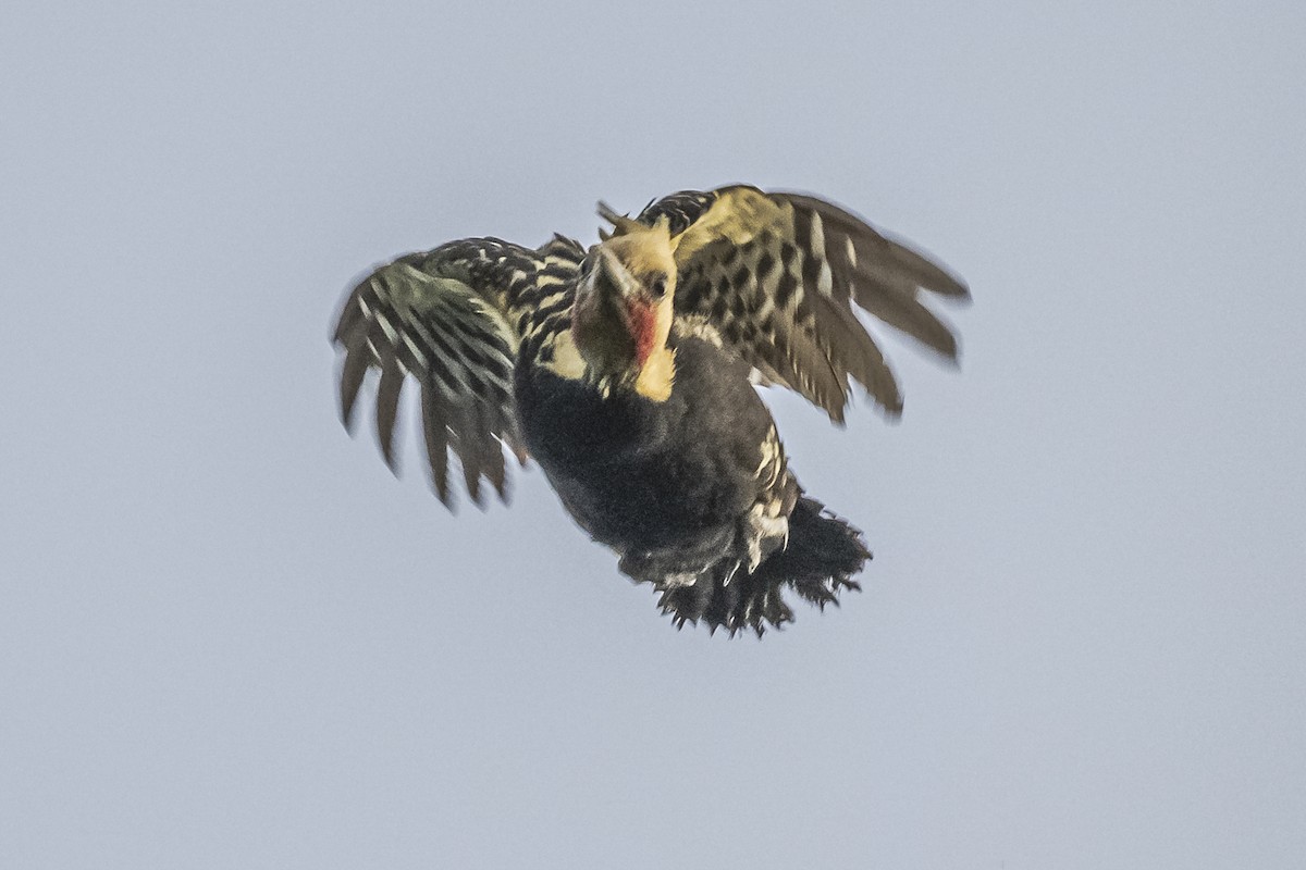 Blond-crested Woodpecker - ML620504936