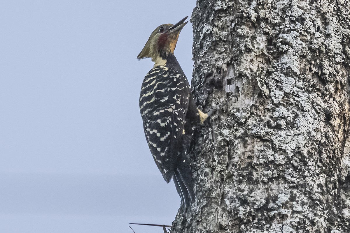 Blond-crested Woodpecker - ML620504939