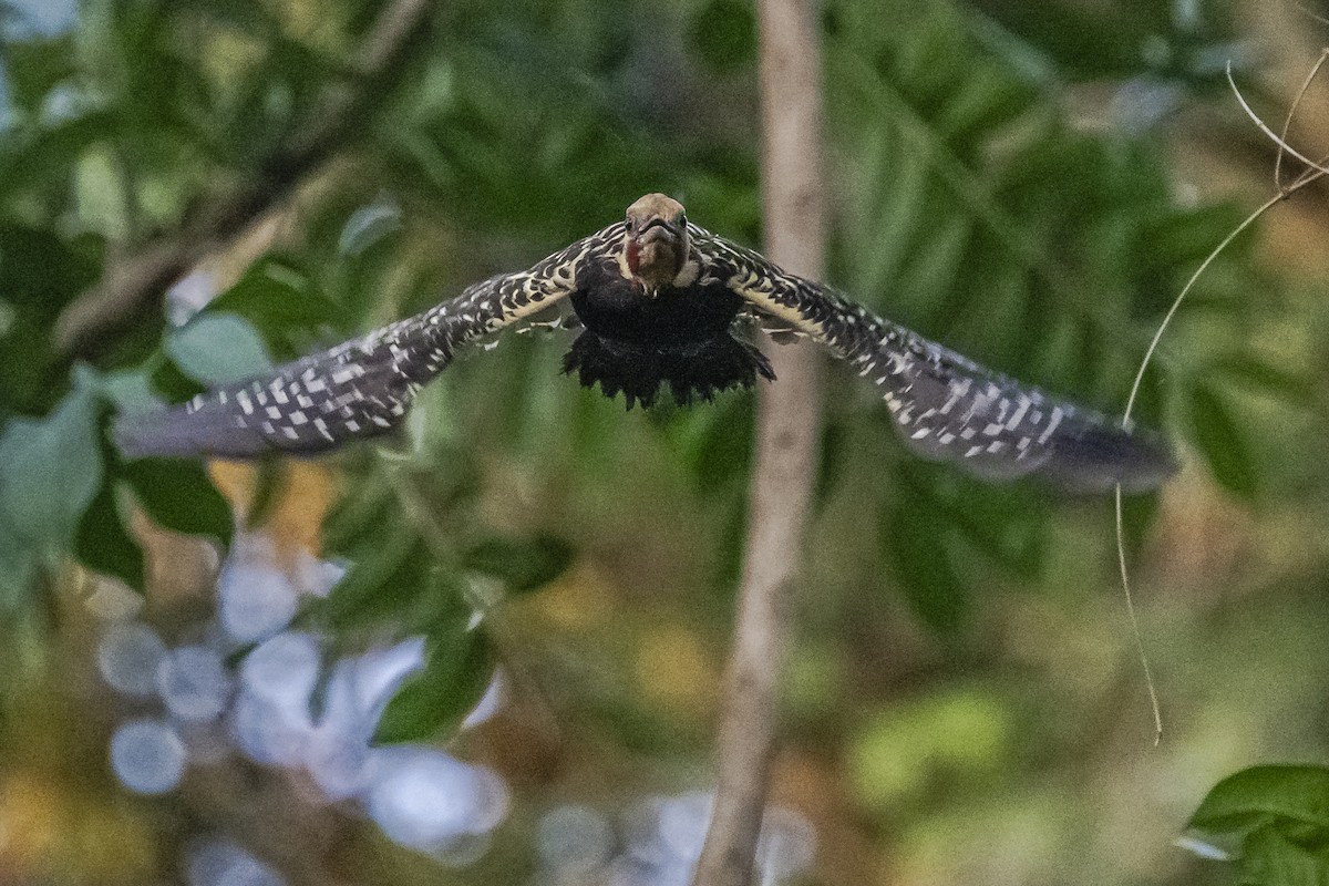 Blond-crested Woodpecker - ML620504940