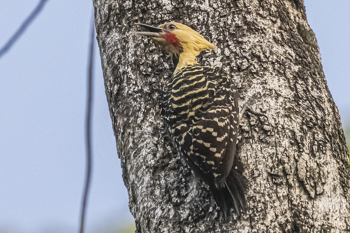 Blond-crested Woodpecker - ML620504941