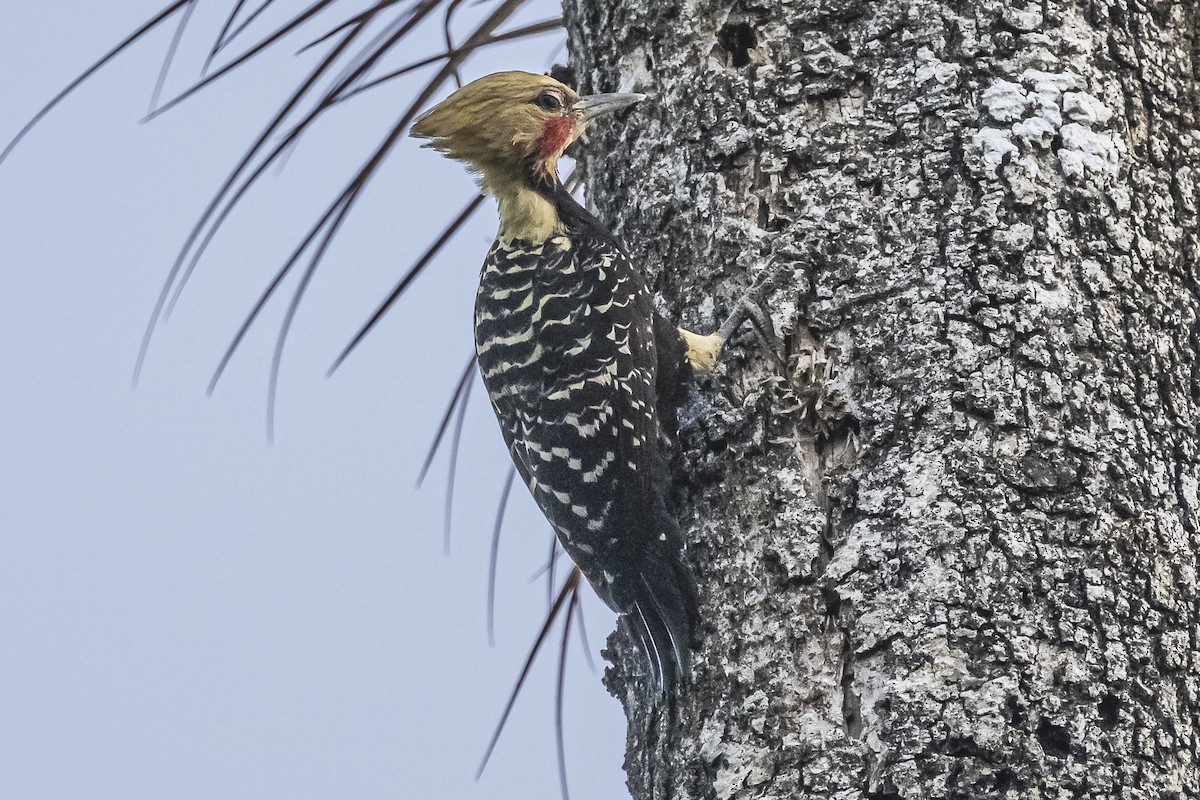 Blond-crested Woodpecker - ML620504942