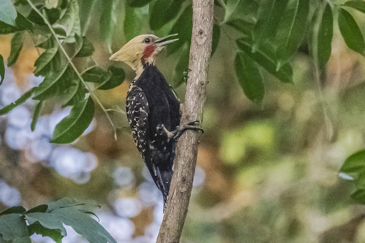 Blond-crested Woodpecker - ML620504943