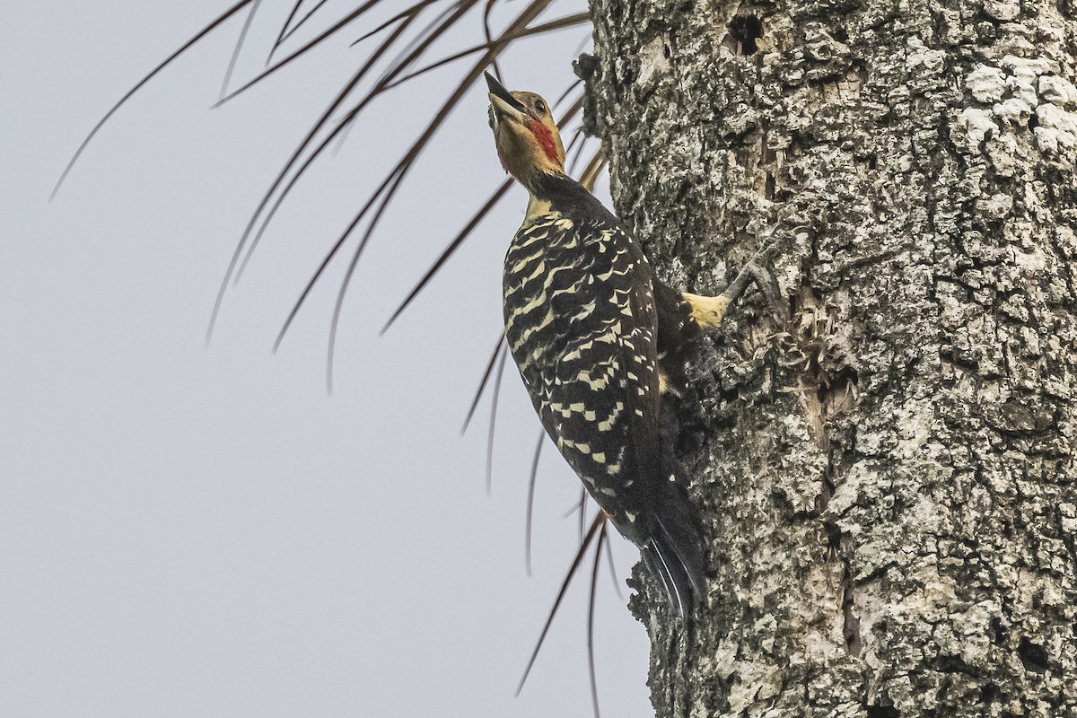 Blond-crested Woodpecker - ML620504945