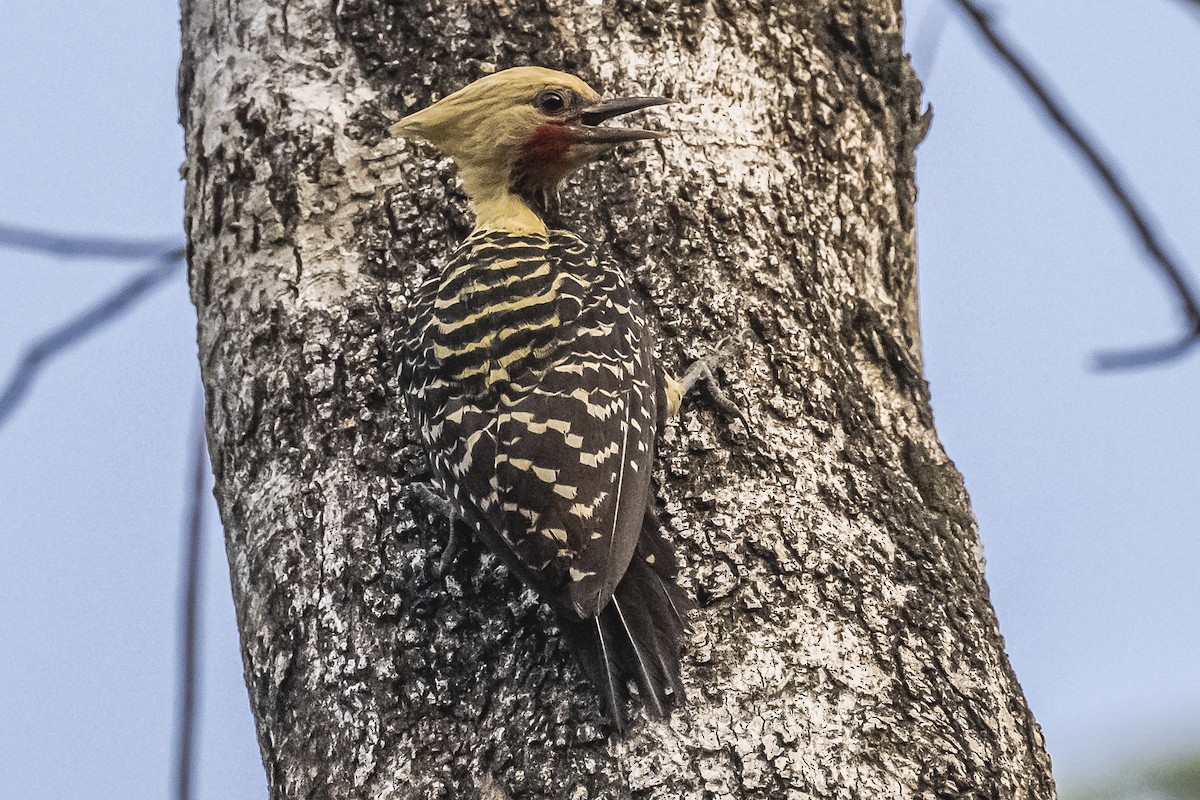 Blond-crested Woodpecker - ML620504946