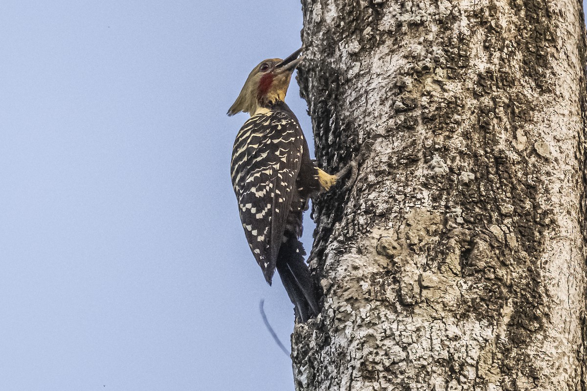 Blond-crested Woodpecker - ML620504947