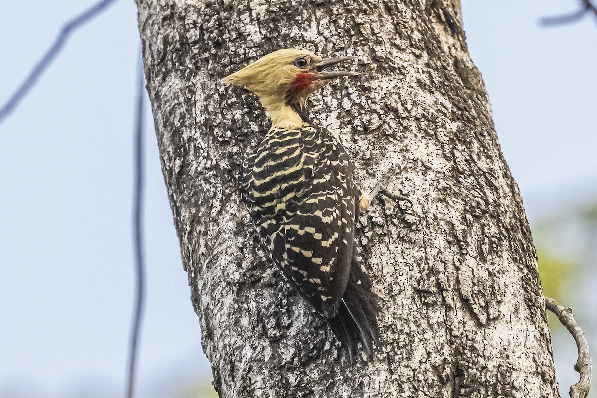 Blond-crested Woodpecker - ML620504948