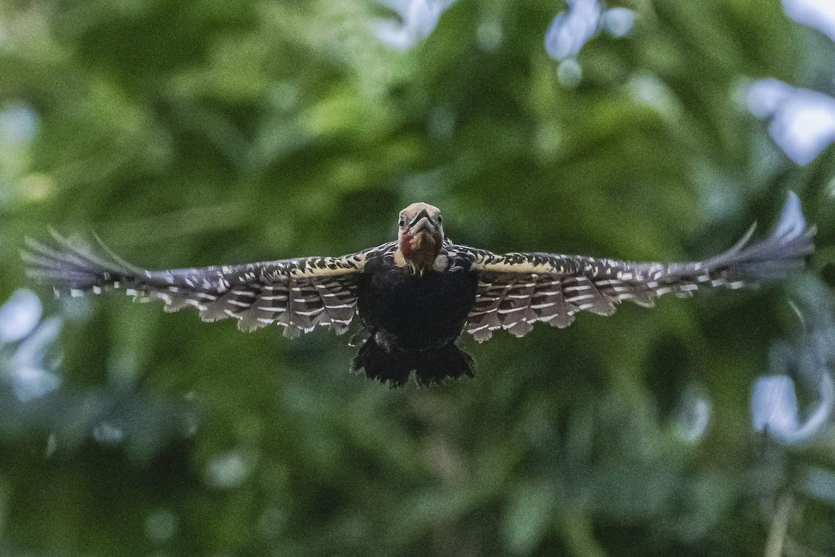 Blond-crested Woodpecker - ML620504949