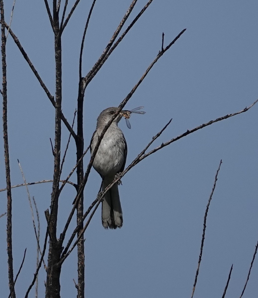 Curve-billed Thrasher - ML620504950