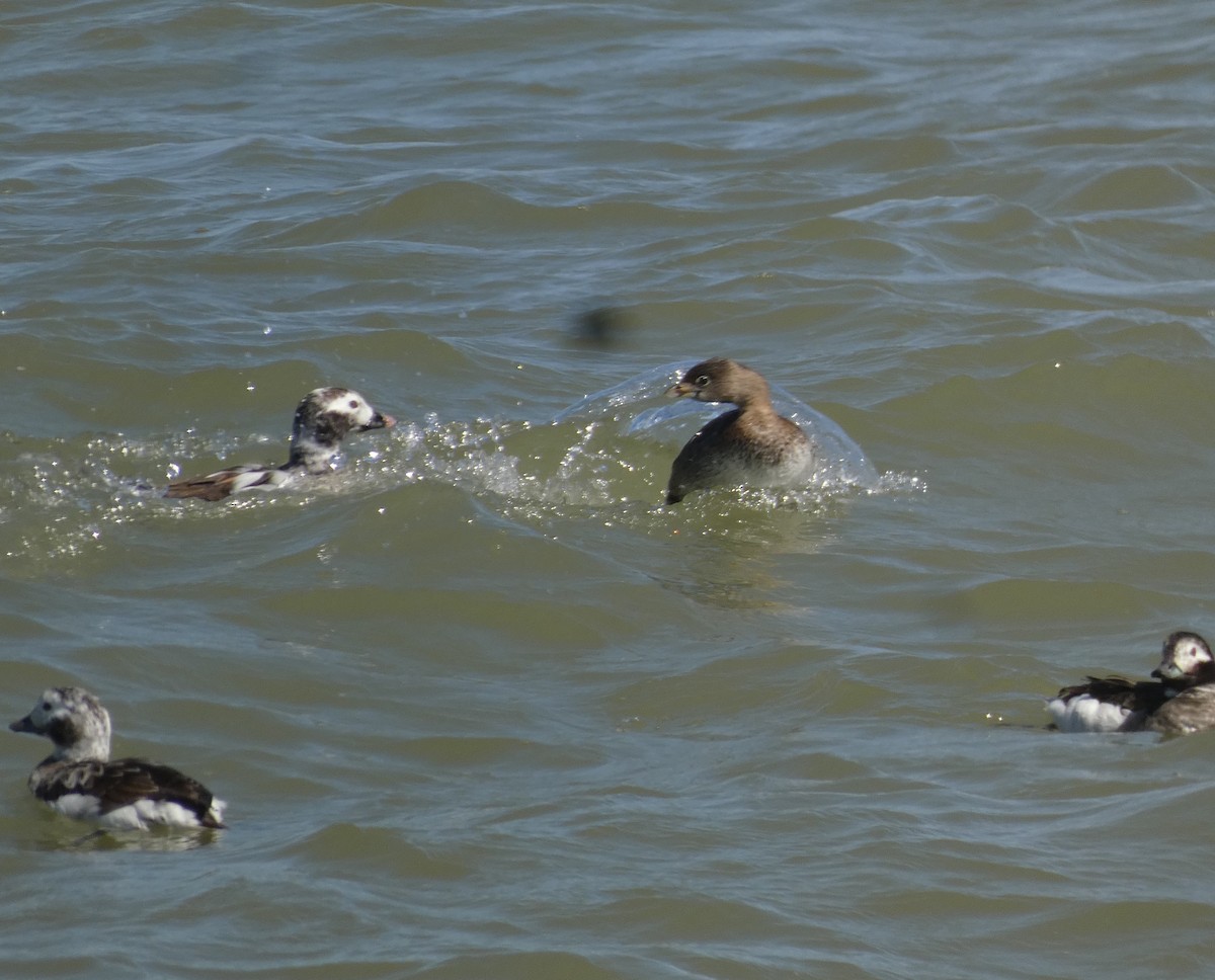 Pied-billed Grebe - ML620504961