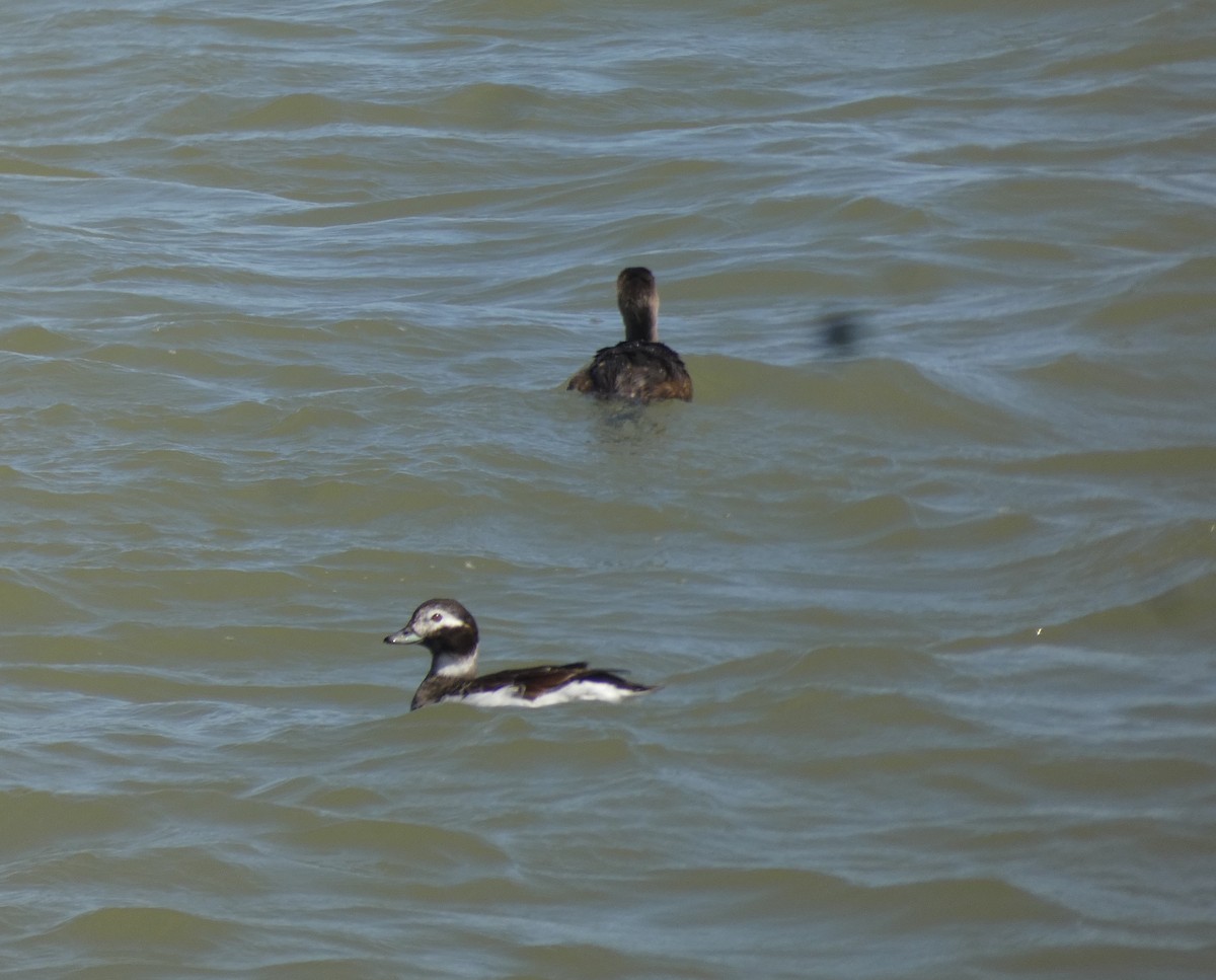 Pied-billed Grebe - ML620504963