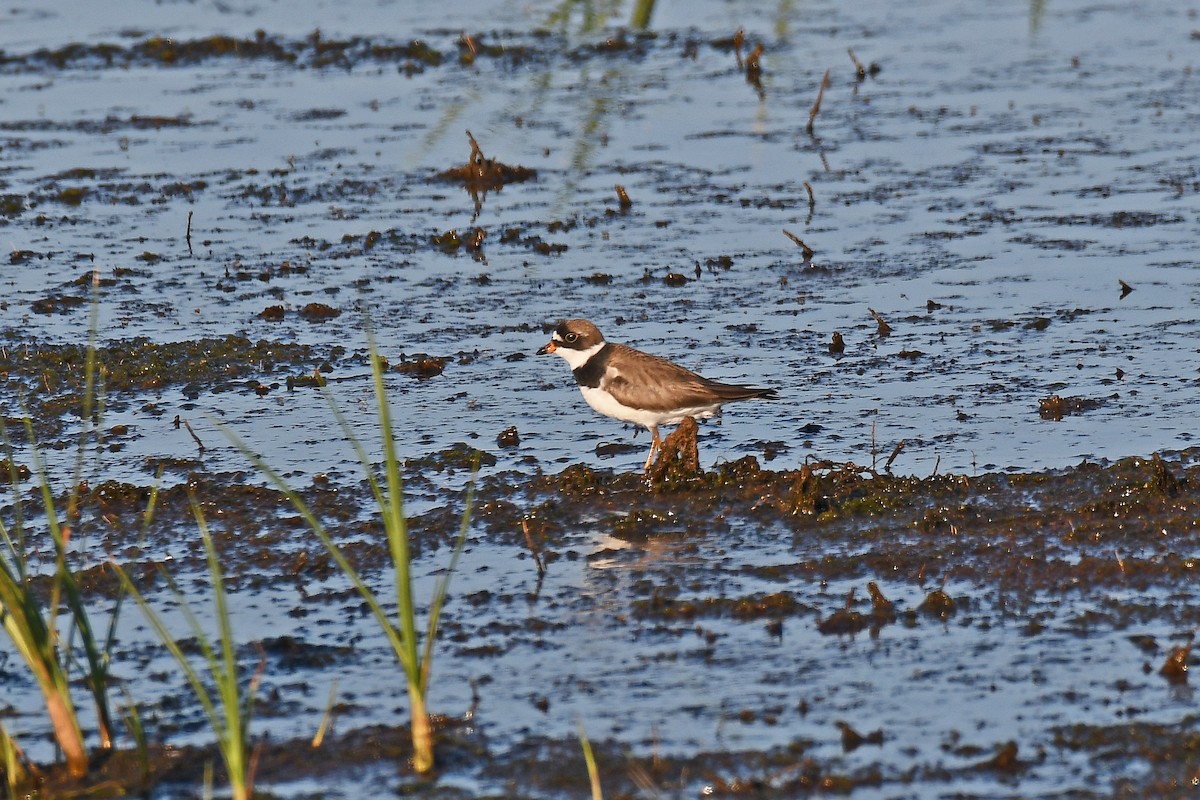 Semipalmated Plover - ML620504972