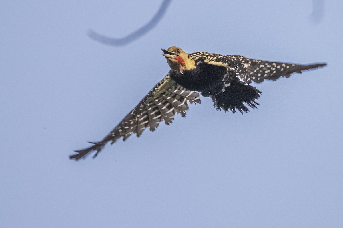 Blond-crested Woodpecker - ML620504978