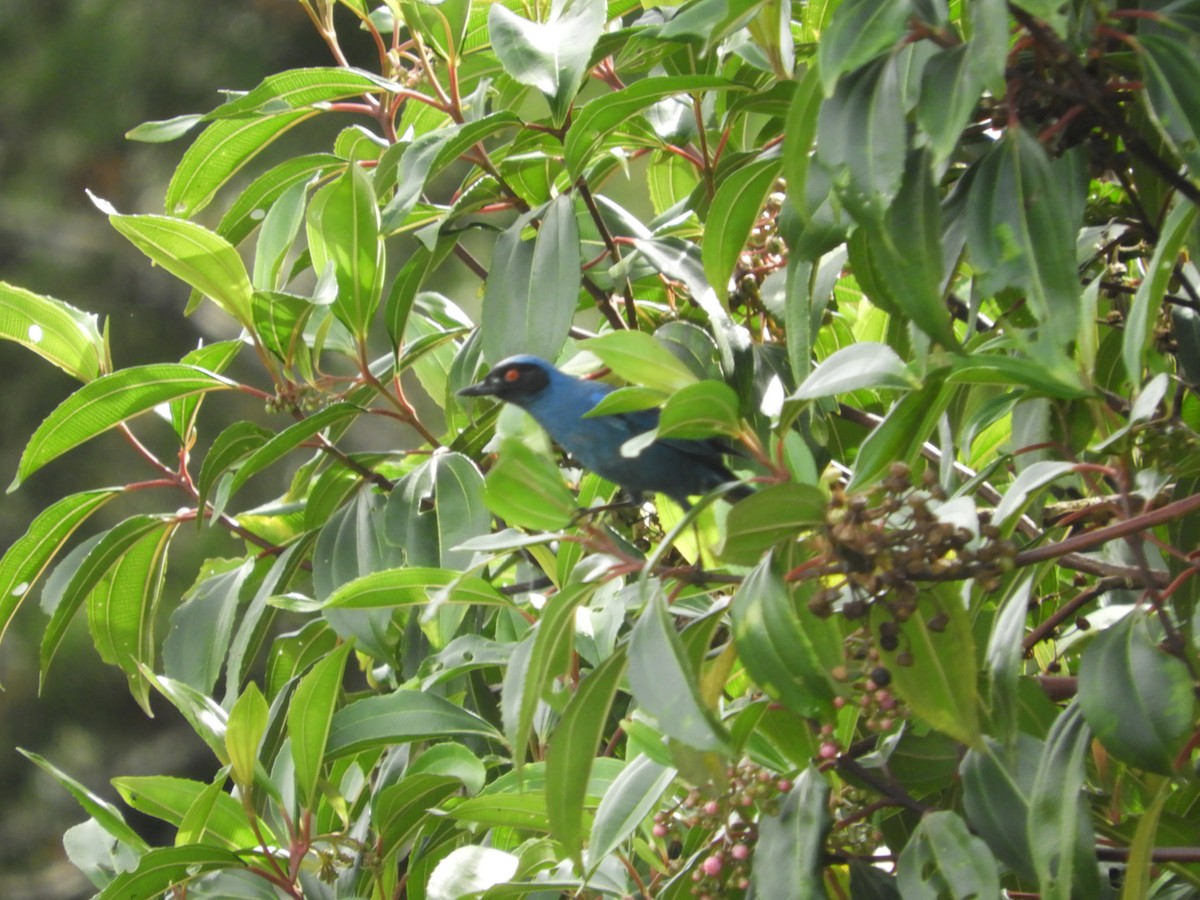 Masked Flowerpiercer - ML620504987