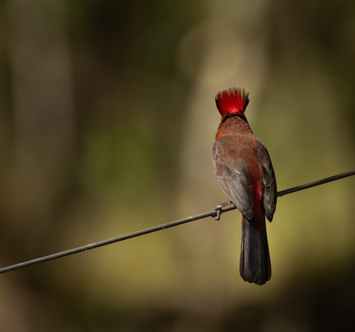 Red-crested Finch - ML620504989