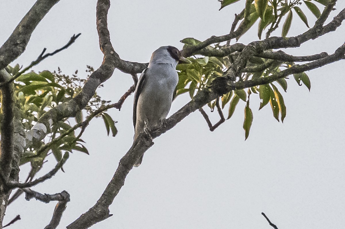 Black-tailed Tityra - ML620504994