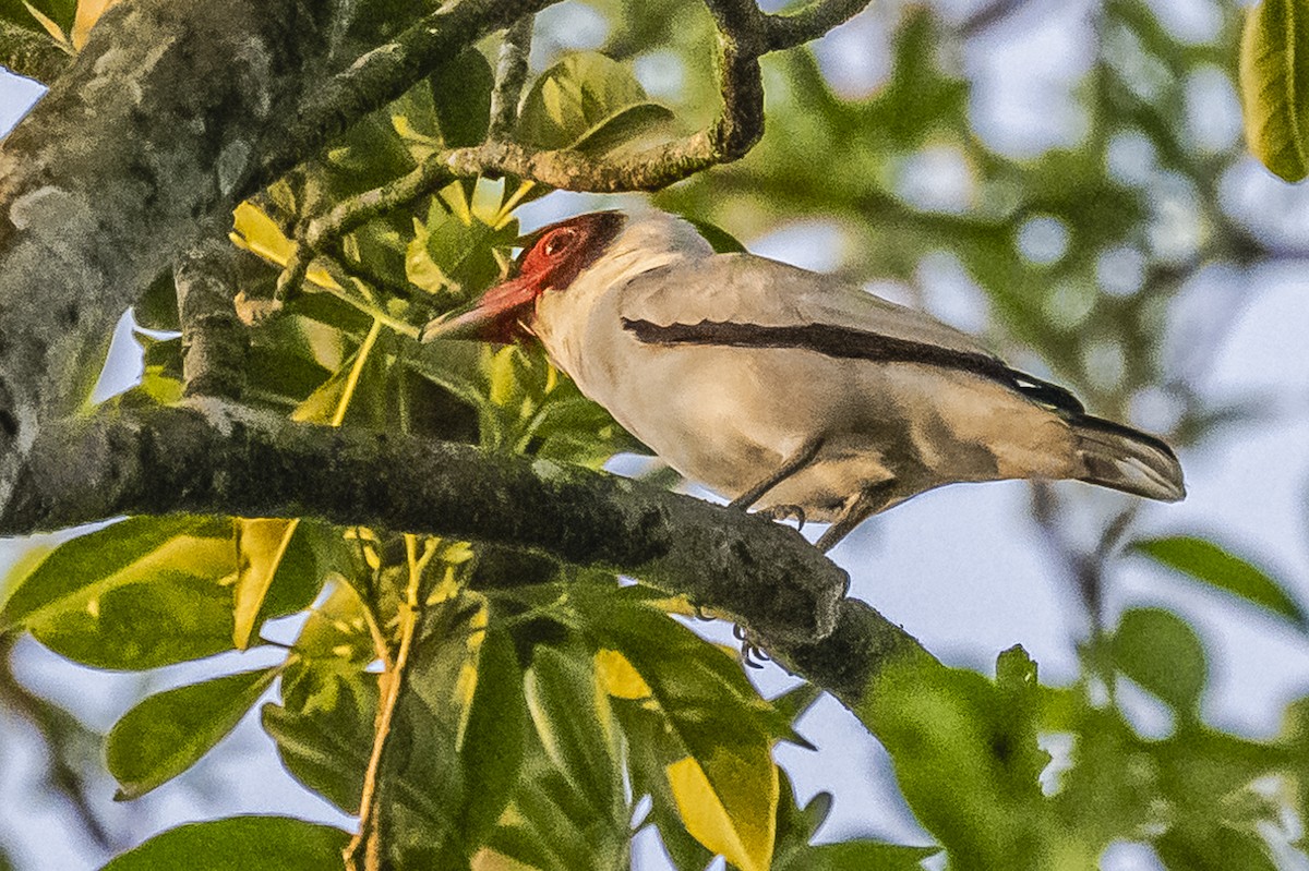 Black-tailed Tityra - Amed Hernández