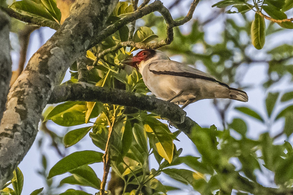 Black-tailed Tityra - ML620504997