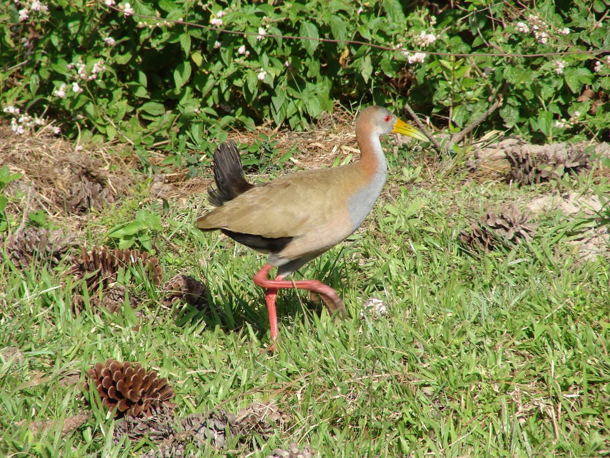 Giant Wood-Rail - ML620505000