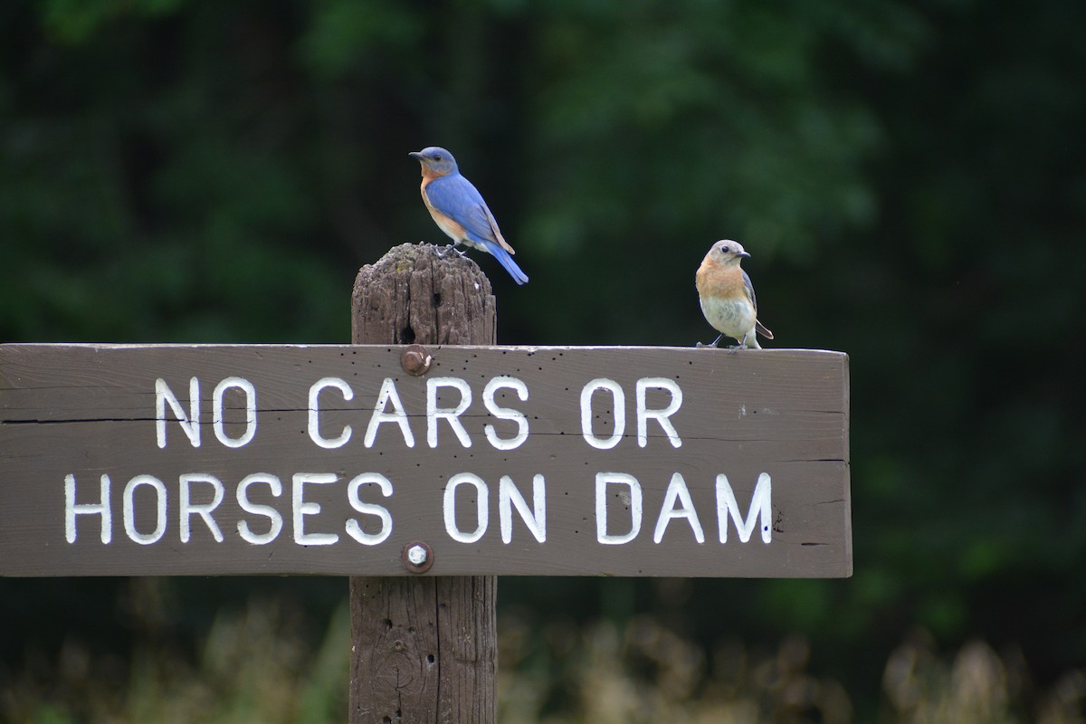 Eastern Bluebird - ML620505001