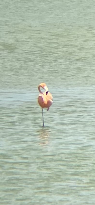Amerika Flamingosu - ML620505003