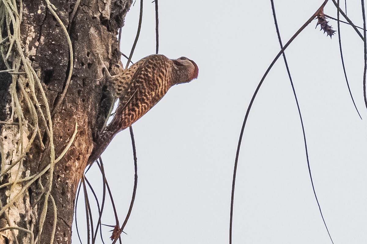 Green-barred Woodpecker - Amed Hernández