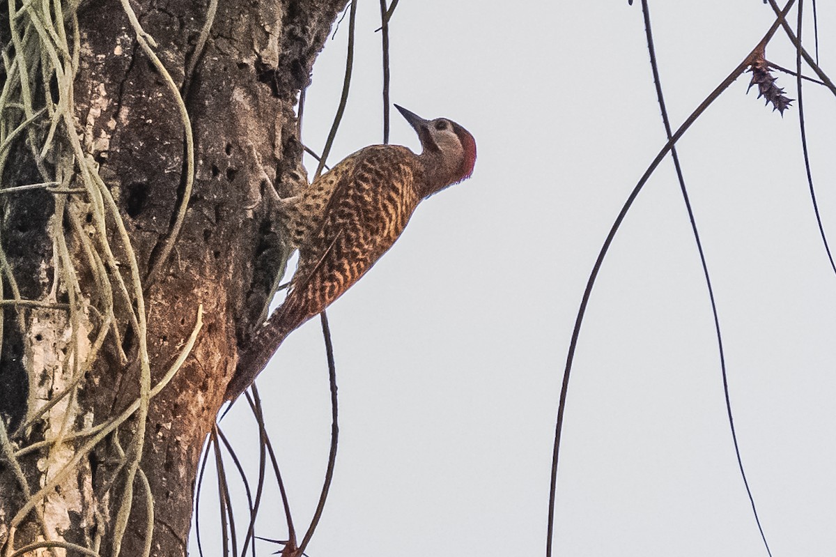 Green-barred Woodpecker - ML620505008