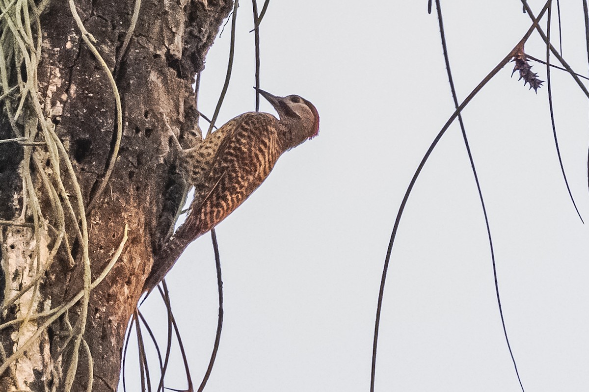 Green-barred Woodpecker - ML620505009